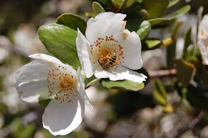 eucryphia-cordifolia--2