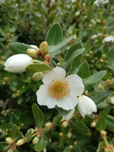 eucryphia-cordifolia-