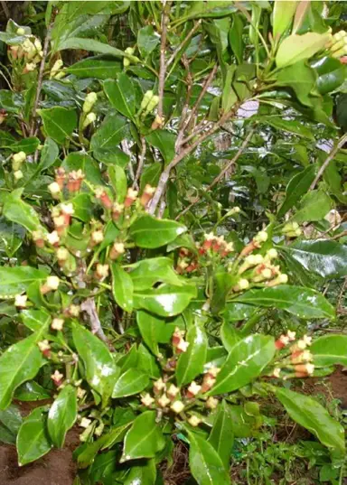 Eugenia caryophyllata plant with lush, green foliage.