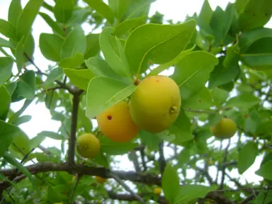 Eugenia dysenterica yellow fruit on a tree.