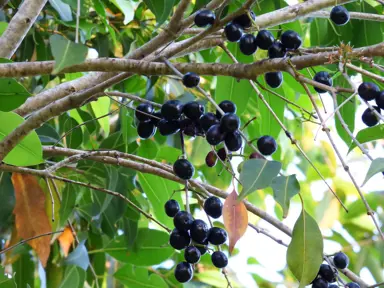 Eugenia jambolana black berries on a tree.