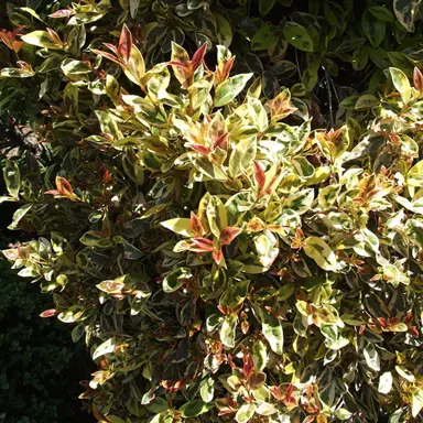 Eugenia myrtifolia 'Variegata' foliage.