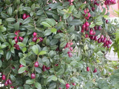 Eugenia myrtifolia berries amidst green foliage.