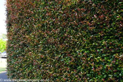 Large Eugenia ventenatii hedge with red and green foliage.