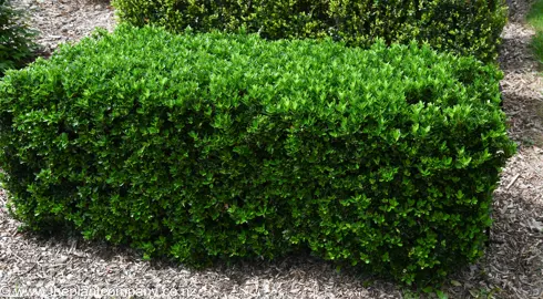 Euonymus 'Emerald Gem' hedge with dark green foliage.