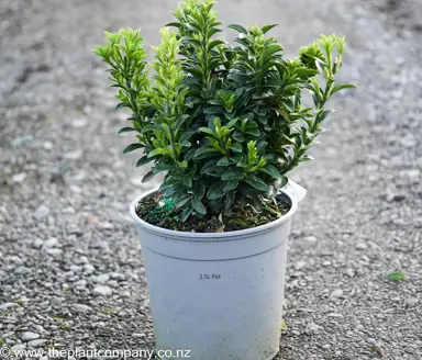Euonymus 'Emerald Gem' plant for sale at The Plant Company nursery.