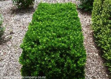 Euonymus 'Emerald Gem' small hedge with dense green foliage.