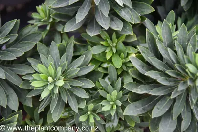 euphorbia-ascot-jade-