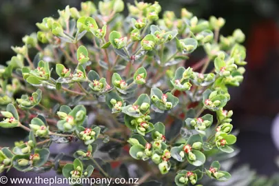 euphorbia-ascot-jade-1