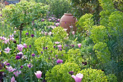 euphorbia-ascot-jade-2