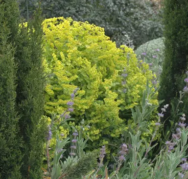 euphorbia-ascot-jade-3