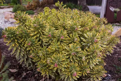 euphorbia-ascot-rainbow-1