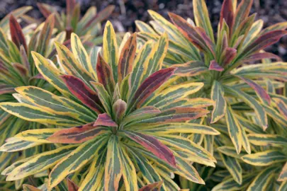 euphorbia-ascot-rainbow-2