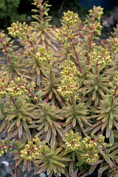 euphorbia-ascot-rainbow-3