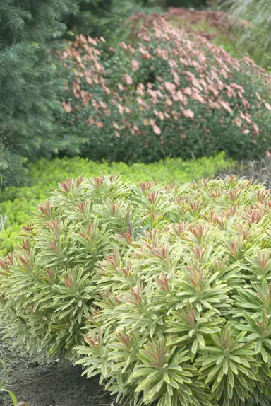 euphorbia-ascot-rainbow-4