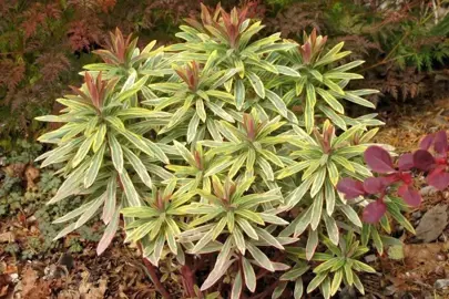 euphorbia-ascot-rainbow-5