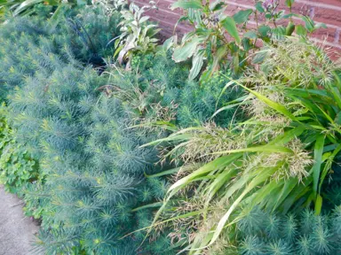 euphorbia-fens-ruby-
