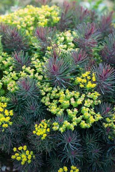 euphorbia-fens-ruby-2