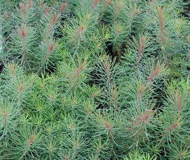 euphorbia-fens-ruby-3