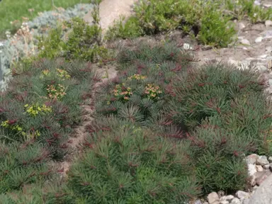 euphorbia-fens-ruby-4