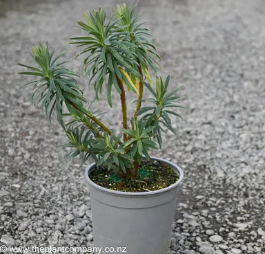 Euphorbia glauca plant for sale at The Plant Company nursery.