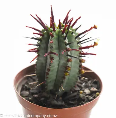 Euphorbia horrida cactus for sale at The Plant Company nursery.