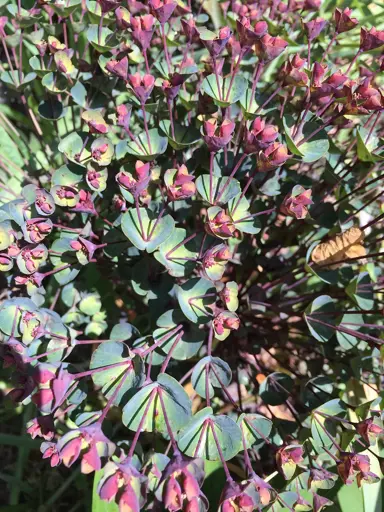 euphorbia-jade-dragon-1