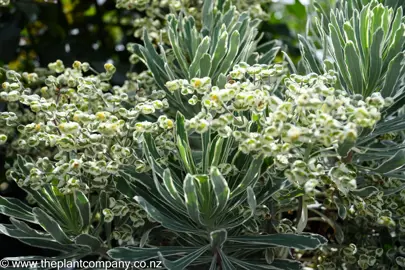 euphorbia-snowtips--2