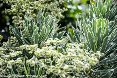 euphorbia-snowtips-