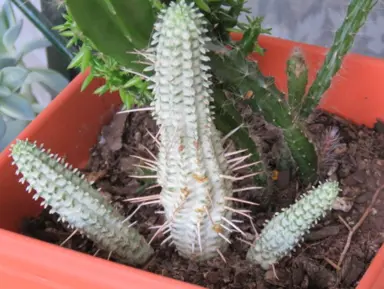 A Euphorbia 'White Rocket' cactus with fleshy, white stems.