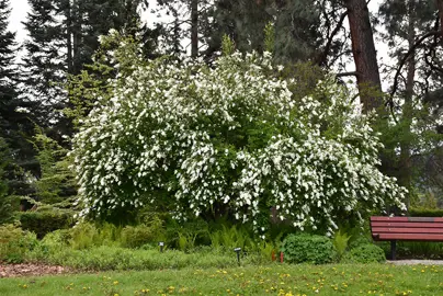 exochorda-the-bride-1