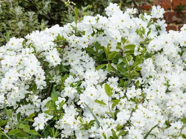 exochorda-the-bride-2