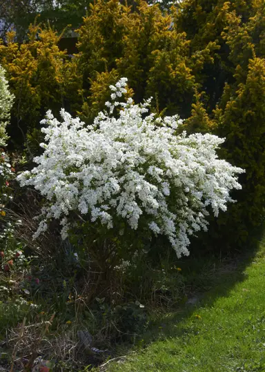 exochorda-the-bride-3