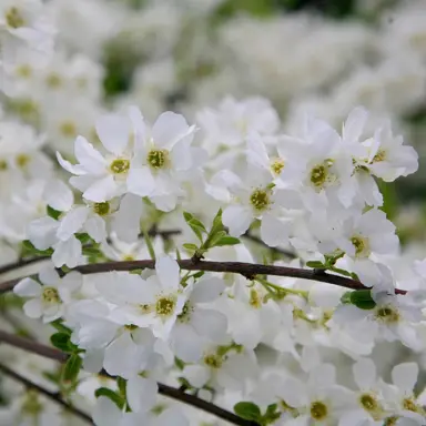 exochorda-the-bride-4