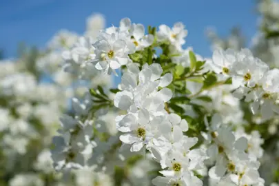 exochorda-the-bride-5