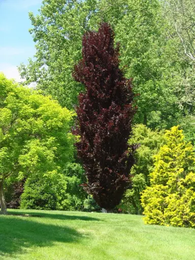 fagus-dawyck-purple-