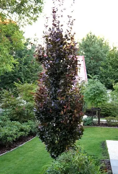 fagus-dawyck-purple-1