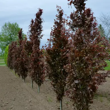 fagus-dawyck-purple-2