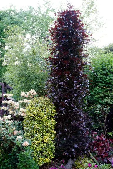 fagus-dawyck-purple-3