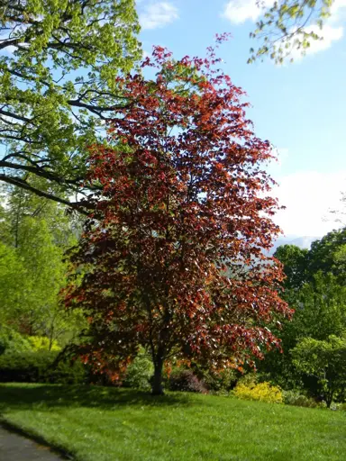 fagus-riversii-2