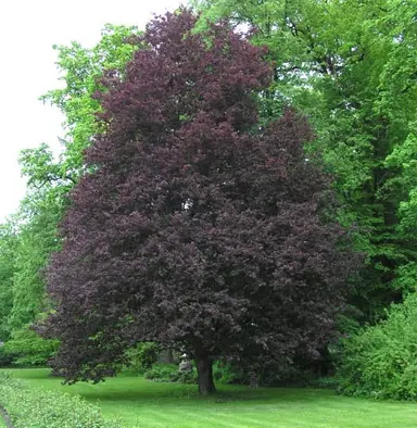 fagus-riversii-5