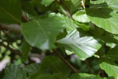 fagus-dawyck-green-1