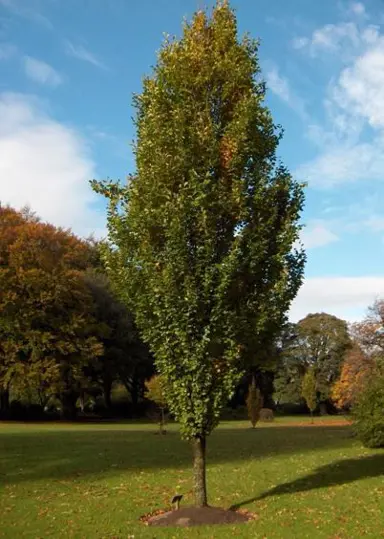 fagus-dawyck-green-2