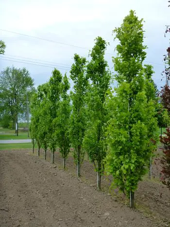 fagus-dawyck-green-3