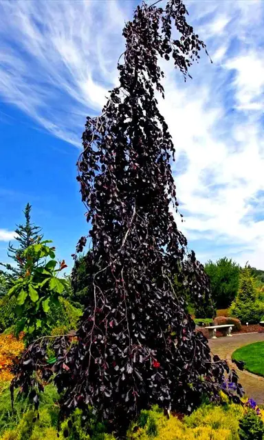 fagus-purple-fountain-2