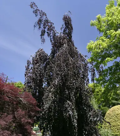 fagus-purple-fountain-3