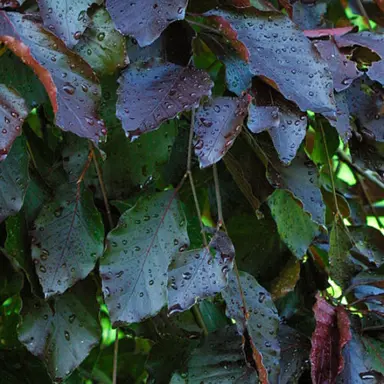 fagus-purple-fountain-4