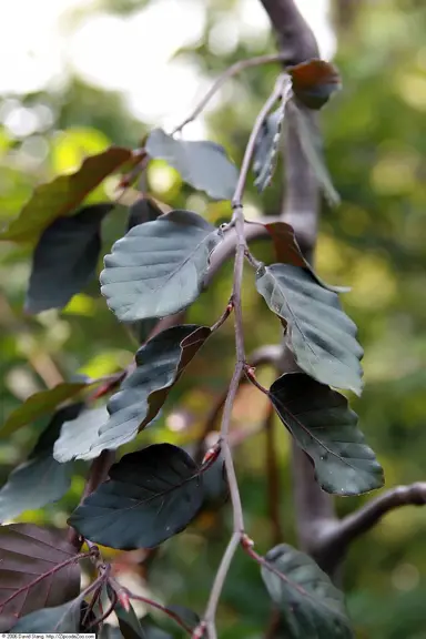 fagus-purple-fountain-5