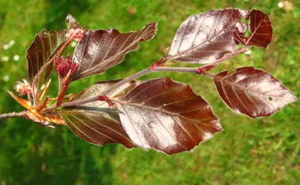 fagus-sylvatica-purpurea-