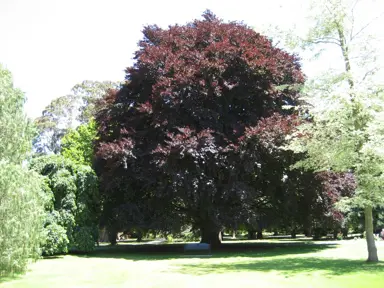 fagus-sylvatica-purpurea-2